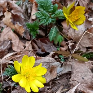 フクジュソウ,福寿草,多年草,植栽,有毒植物の画像
