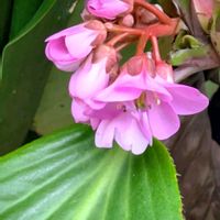 クリスマスローズ,クロッカス,ツバキ,ヒマラヤユキノシタ,フクジュソウの画像