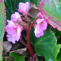 ヒマラヤユキノシタ,ミモザ,ギンヨウアカシア,大人の着せ替え人形,今日のお花の画像