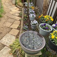 パンジー,ビオラ,黄梅,サラダほうれん草,ビオラ・パンジーの画像