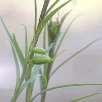 セツブンソウ,バイモ,アミガサユリ,セツブンソウ(節分草),ユキワリイチゲの画像