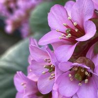 ウメバチソウ,ダイモンジソウ,ヒマラヤユキノシタ,クモマグサ,クモマグサの画像