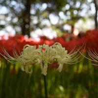 山野草,彼岸花,曼珠沙華,高尾山で出会えた花の画像