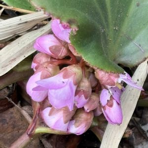 ハイビスカス,ハイビスカス,ヒマラヤユキノシタ,ヒマラヤユキノシタ,スノーフレーク(スズランスイセン)の画像