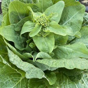 ナス,ニンジン,サニーレタス,白菜,備忘録の画像