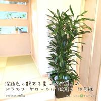 コルディリネ ストリクタ,コルディリネ ストリクタ,コルジリネ・ストリクタ ,コルジリネ・ストリクタ ,ドラセナ・グローカルの画像