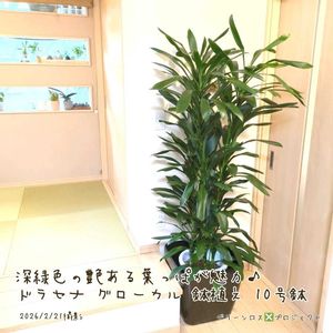 コルディリネ ストリクタ,コルディリネ ストリクタ,コルジリネ・ストリクタ ,コルジリネ・ストリクタ ,ドラセナ・グローカルの画像