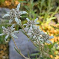 エーデルワイス,高山植物,山野草,多年草,季節の花の画像
