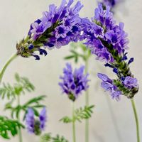 スターチス,ブッドレア,ジャノメエリカ,レースラベンダー,カンパニュラ　ファンシーミーの画像