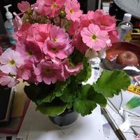 プリムラオブコニカの画像