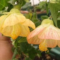 アブチロン,アブチロンの画像