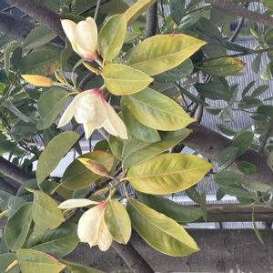 タイサンボクの画像