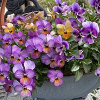 ビオラ　ミステリアスバニー,ビオラ アマゾネス,ギャザリング,玄関ポーチ,ローズ色の画像