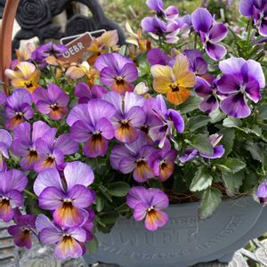 ビオラ　ミステリアスバニー,ビオラ アマゾネス,ギャザリング,玄関ポーチ,ローズ色の画像