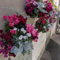 チューリップ,忘れな草,キンギョソウ　ブロンズドラゴン,カンガルーポー,ヒメハナビシソウの画像