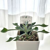 マサイの矢尻,多肉植物,セネシオ属,窓辺,リビング・ダイニングの画像