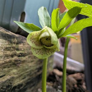 クリスマスローズ,実生,花のある暮らし,レンテンローズ,２０２０年５月同期の画像