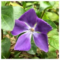 ツルニチニチソウ,四つ葉のクローバーの画像