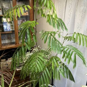 エバーフレッシュ,水やり,未来のシンボルツリー,リビング・ダイニングの画像