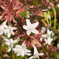 アベリア,花壇,ガーデニング,山野草,樹木の画像