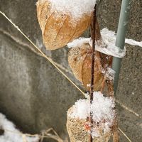 ホオズキ,花壇,ガーデニング,山野草,ナス科の画像
