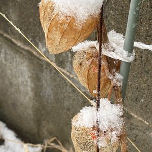 ホオズキ,花壇,ガーデニング,山野草,ナス科の画像