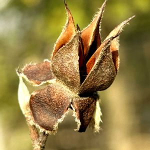 ヒメシャラ,ナツツバキの実,リース,アンティーク,万葉植物の画像