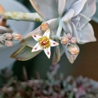 朧月(おぼろづき),朧月(おぼろづき),初開花,金曜日の蕾たちの画像