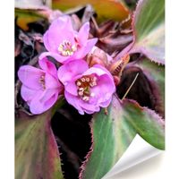 アヤメ,ユキノシタ,カンザキアヤメ,ガーデニング,花のある暮らしの画像