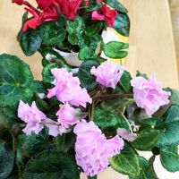 シクラメン,ミニトマト,ピーマン,葉牡丹,パンジー ブルーエクリプスの画像