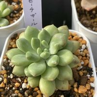 星の王子,オウレイ,月の王子,ブルーバード,ピーチガールの画像