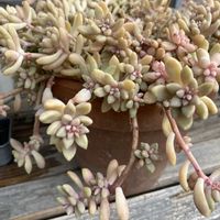 姫秋麗,紅葉する多肉,可愛い,暴れ多肉,多肉植物のある暮らしの画像