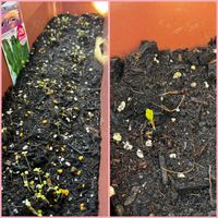 ルッコラ,ビオラ　ラブラドリカ,赤丸はつか大根,リボベジ 縮みほうれん草,種まきっ子の画像