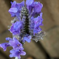 フレンチラベンダー,フレンチラベンダー,iphone11の画像