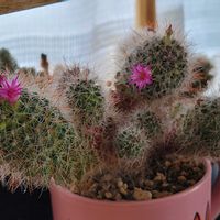 サボテン,サボテンの花開花,サボテンの花✨,かわいい,鉢植えの画像