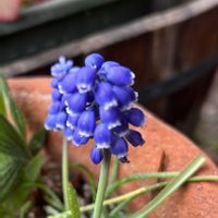 コダカラソウ,ムスカリ,コダカラベンケイソウ,ヒマツリ,春は紫の画像