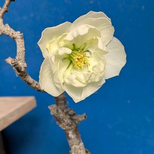 山野草,スマホ撮影,棚の画像