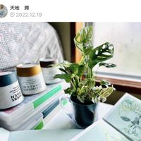 マドカズラ,まどかずら,ディフェンパキア,水耕栽培,トラディスカンチア の画像