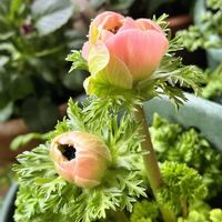 アネモネ,春菊,プレミアムアネモネ,オレンジ,地道にコツコツの画像