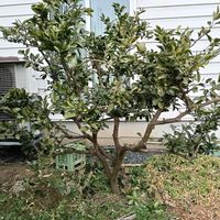 ミカン,庭の画像