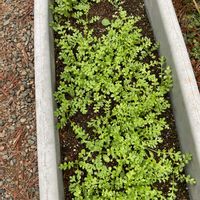 ジャーマンアイリス,花壇,小さな花壇,移植,ネモフィラ♡の画像