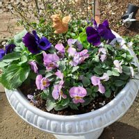 バーベナ,パンジー,ビオラ,福寿草,カンパニュラ　メリーベルの画像