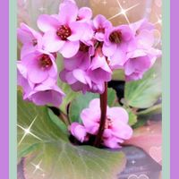 ウメ,スノードロップ,ヒマラヤユキノシタ,紅梅,枝垂れ梅の画像