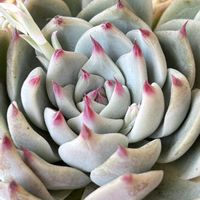 多肉植物,エケベリア属,多肉花芽,多肉女子,多肉好きの画像