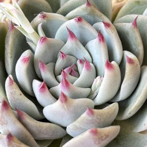 多肉植物,エケベリア属,多肉花芽,多肉女子,多肉好きの画像