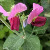 ネモフィラ,豆苗,我が家の庭の築山,小さな庭,家庭菜園の画像