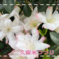 ツツジ,クルメツツジ(久留米躑躅),鉢植え,小さな花,我が家の庭の画像