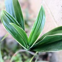 オモト,万年青,万年青(おもと),庭の画像