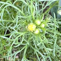 カモミール,カモミール,シバザクラ,ミニ水仙テタテート,シバザクラ（芝桜）の画像