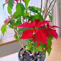 ポインセチア,北海道,冬の窓辺,札幌市の画像